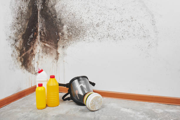 Mold Testing and Removal in Mather, CA