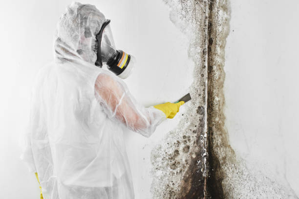 Professional Mold Removal in Mather, CA