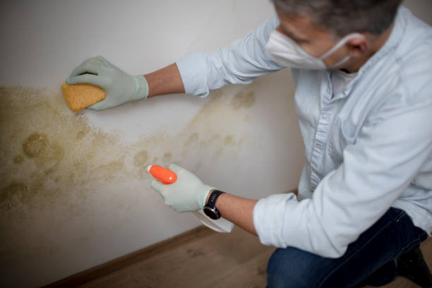 Certified Mold Removal in Mather, CA