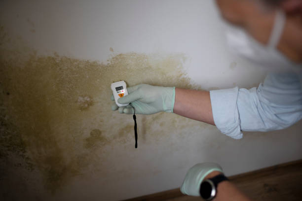 Mold Removal Process in Mather, CA
