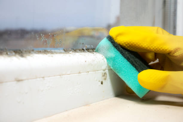 Best Residential Mold Removal  in Mather, CA