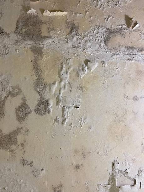 Attic Mold Removal in Mather, CA