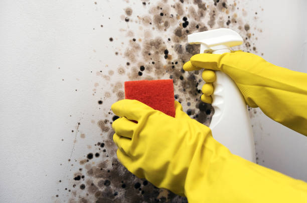 Office Mold Removal Services in Mather, CA