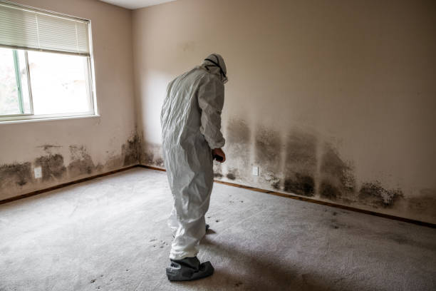 Best Certified Mold Removal  in Mather, CA