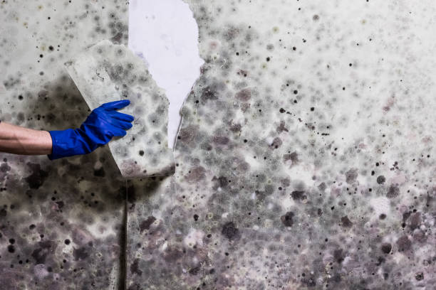 Best Professional Mold Removal  in Mather, CA