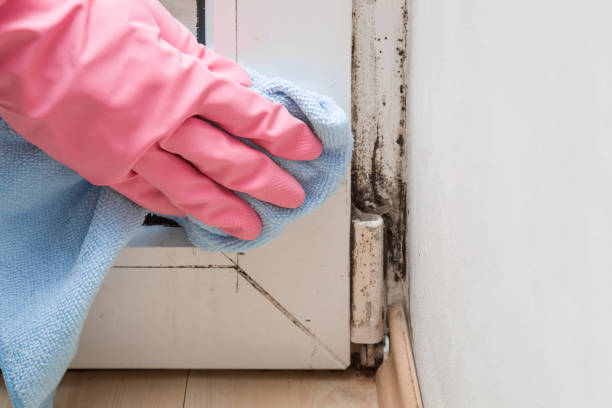 Best Fast Mold Removal  in Mather, CA