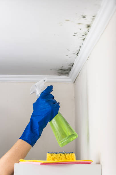 Best Mold Remediation  in Mather, CA
