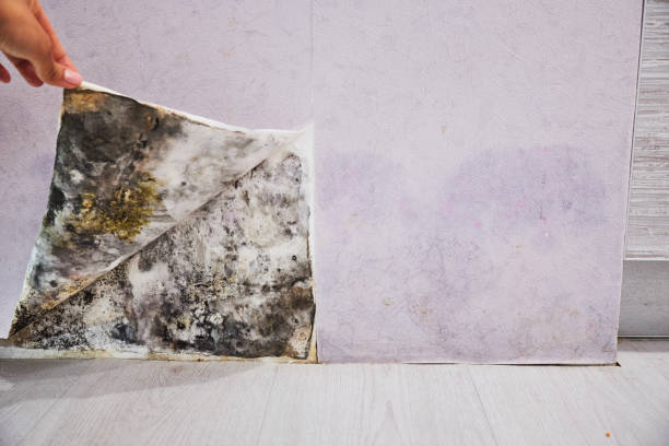 Best Water Damage Restoration  in Mather, CA